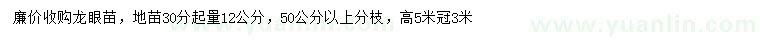 求購30分起量12公分龍眼