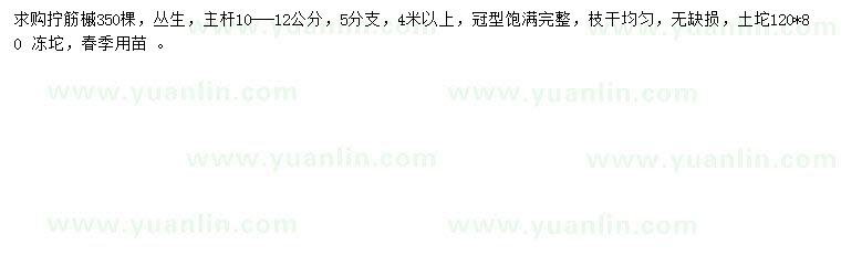 求購4米以上叢生擰筋槭