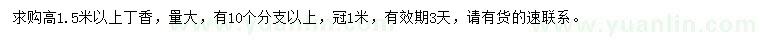 求購高1.5米以上丁香