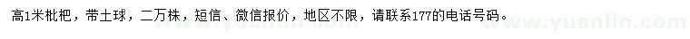 求購高1米枇杷
