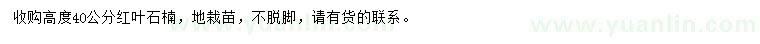 求購高度40公分紅葉石楠
