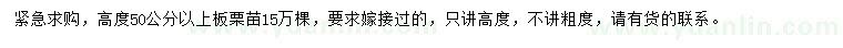 求購高50公分以上板栗苗
