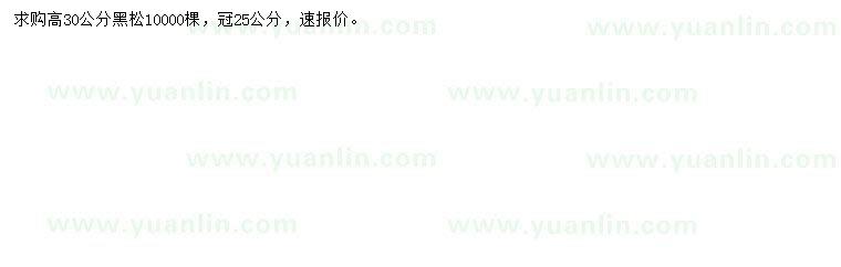 求購高30公分黑松