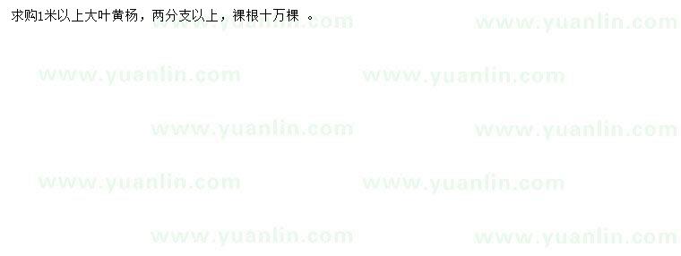 求購1米以上大葉女貞