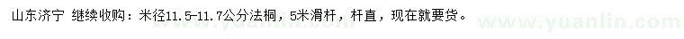 求購米徑11.5-11.7公分法桐