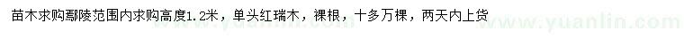 求購高1.2米單頭紅瑞木