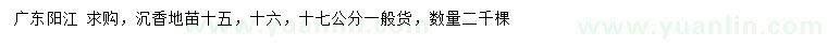 求購15、16、17公分沉香地苗