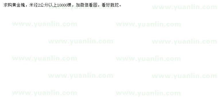 求購米徑2公分以上黃金槐