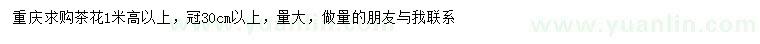 求購高1米以上茶花