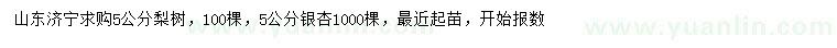 求購5公分梨樹、銀杏