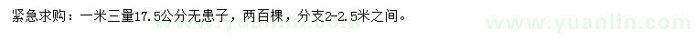 求購1.3米量17.5公分無患子