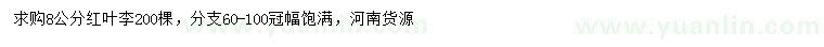 求購8公分紅葉李