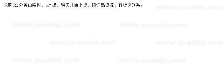 求購(gòu)3公分黃山欒樹(shù)