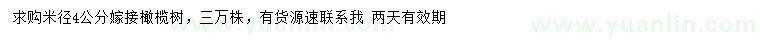 求購米徑4公分嫁接橄欖樹