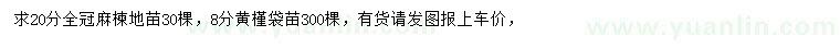 求購20公分麻楝地苗、8公分黃槿袋苗