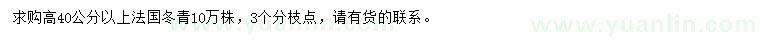 求購高40公分以上法國冬青