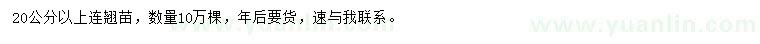 求購(gòu)20公分以上連翹苗