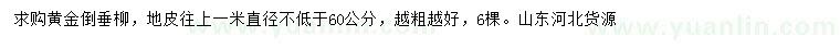求購1米量直徑60公分黃金倒垂柳