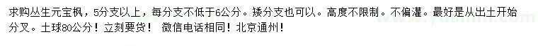 求購5分枝以上叢生元寶楓