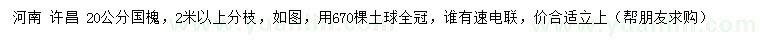 求購20公分國槐