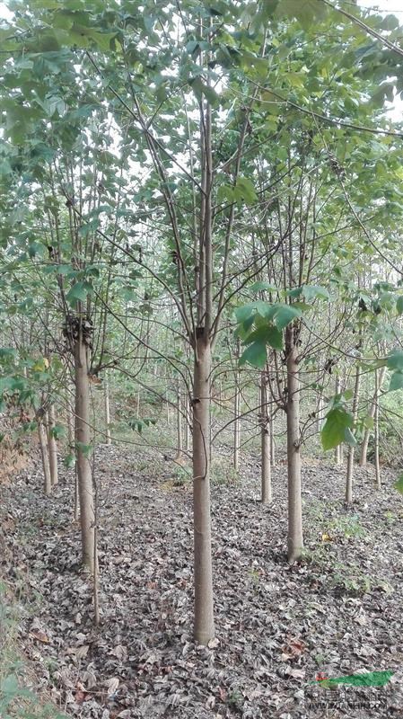 河南馬褂木，河南馬褂木價(jià)格，河南馬褂木價(jià)格多少錢