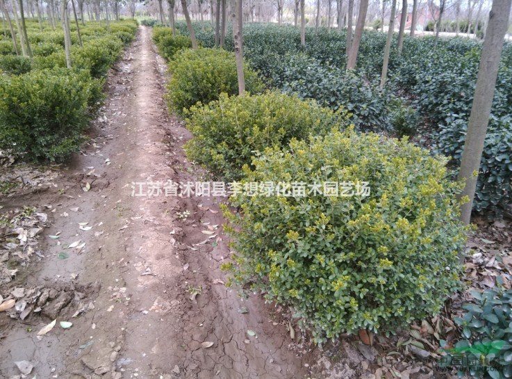 供應瓜子黃楊球小葉黃楊球冠幅50-200公分基地直銷