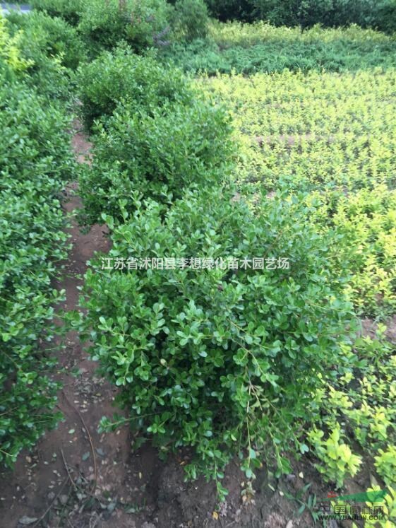 供應瓜子黃楊球小葉黃楊球冠幅50-200公分基地直銷