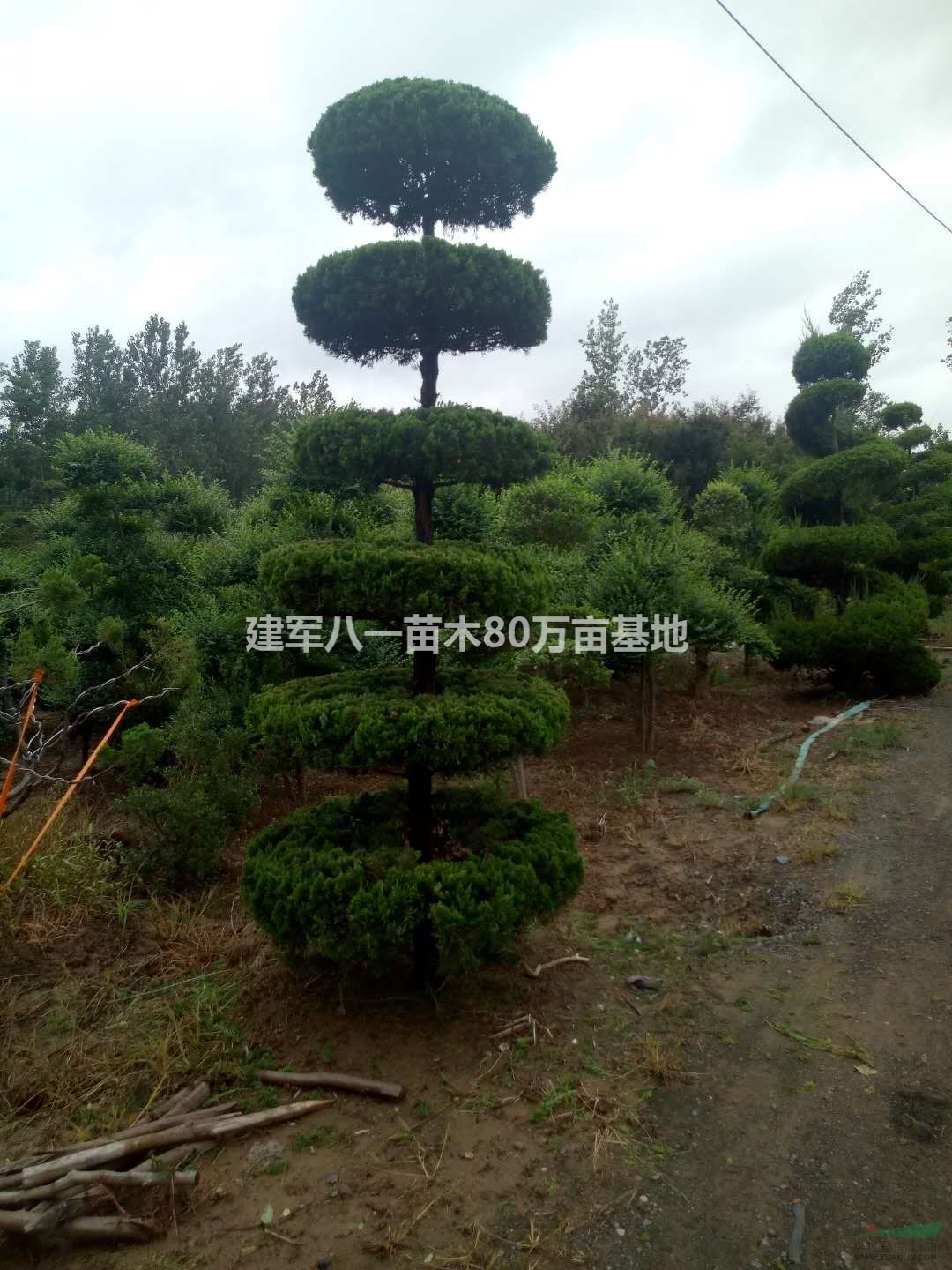 龙柏造型价格 造型树供应 造型树报价