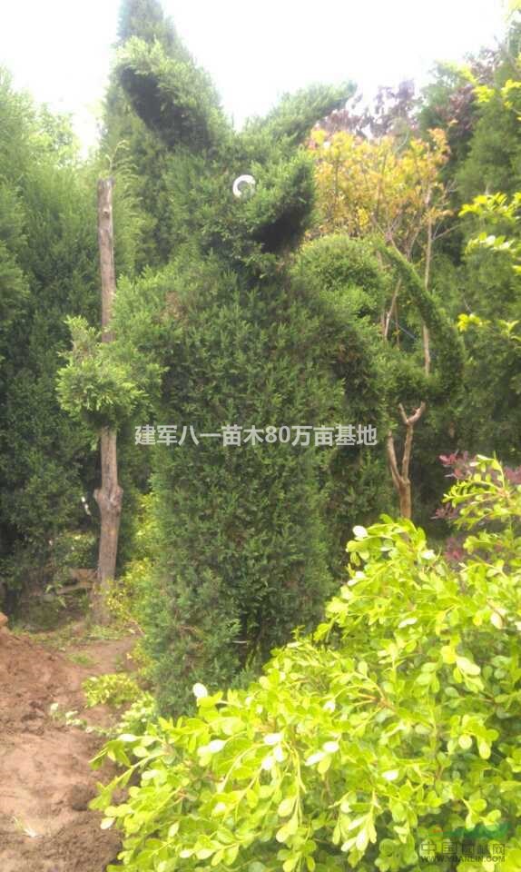 龙柏造型价格 造型树供应 造型树报价