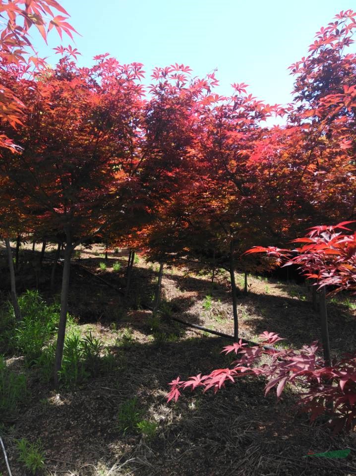 长期供应红枫地径：3~6cm,高度120~150cm