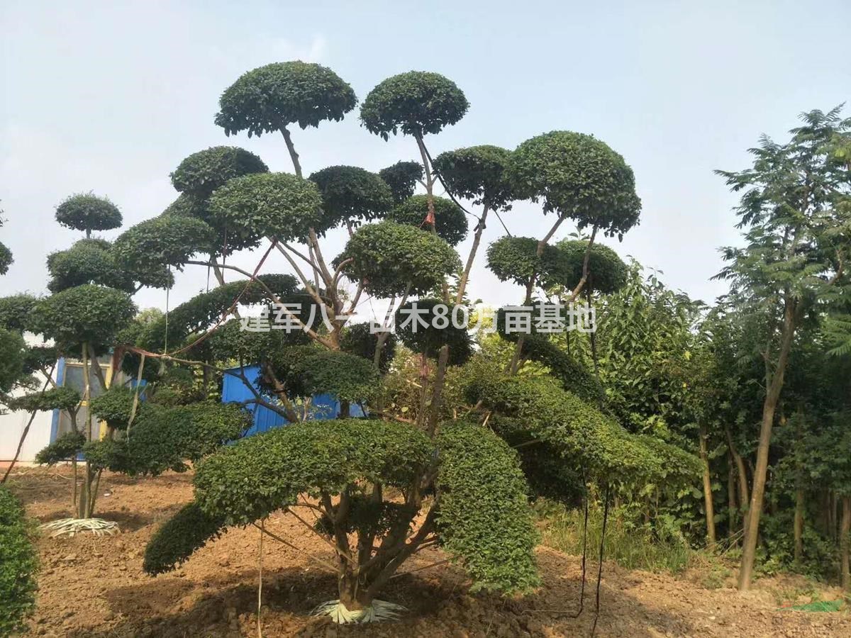 造型龙柏树价格 小叶女贞造型 松柏造型树哪里有