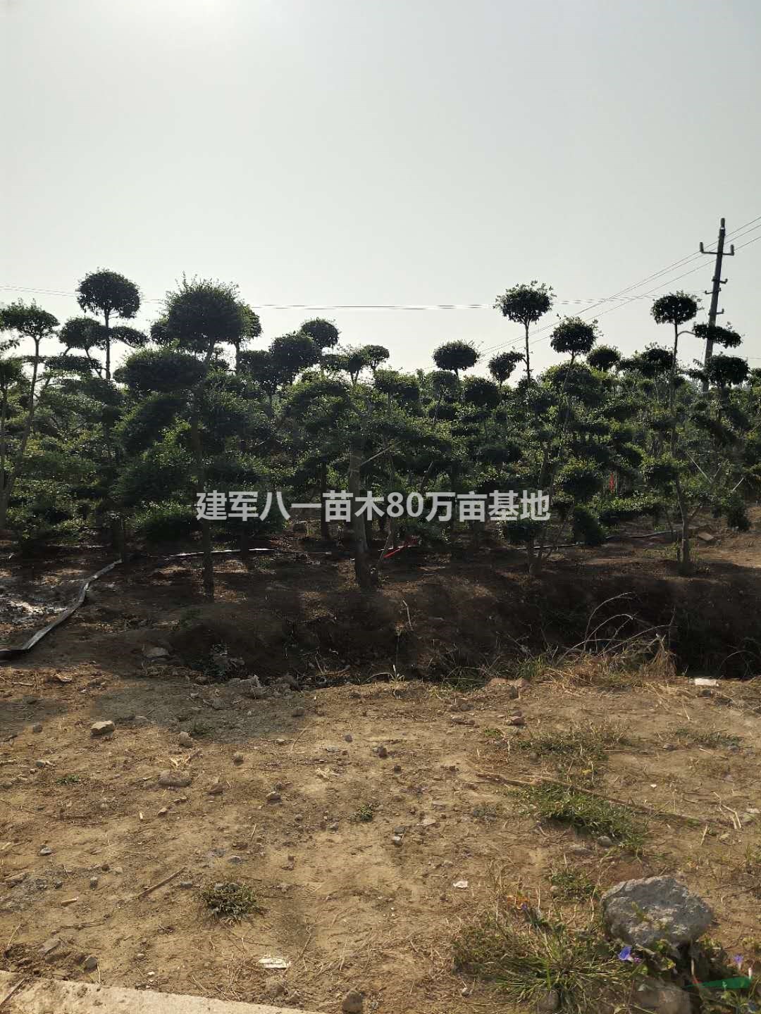 造型龙柏树价格 小叶女贞造型 松柏造型树哪里有