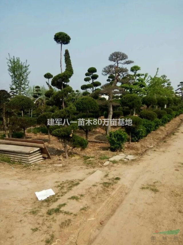 造型龙柏树价格 小叶女贞造型 松柏造型树哪里有