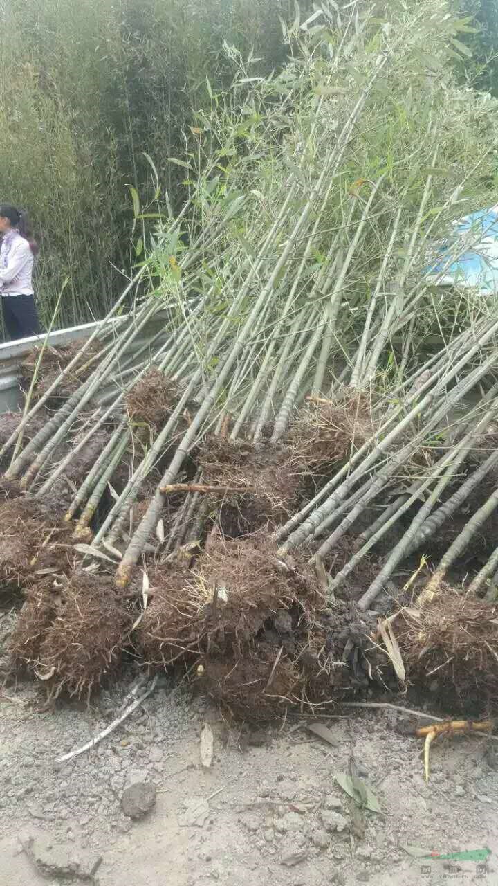 成都斑竹出售