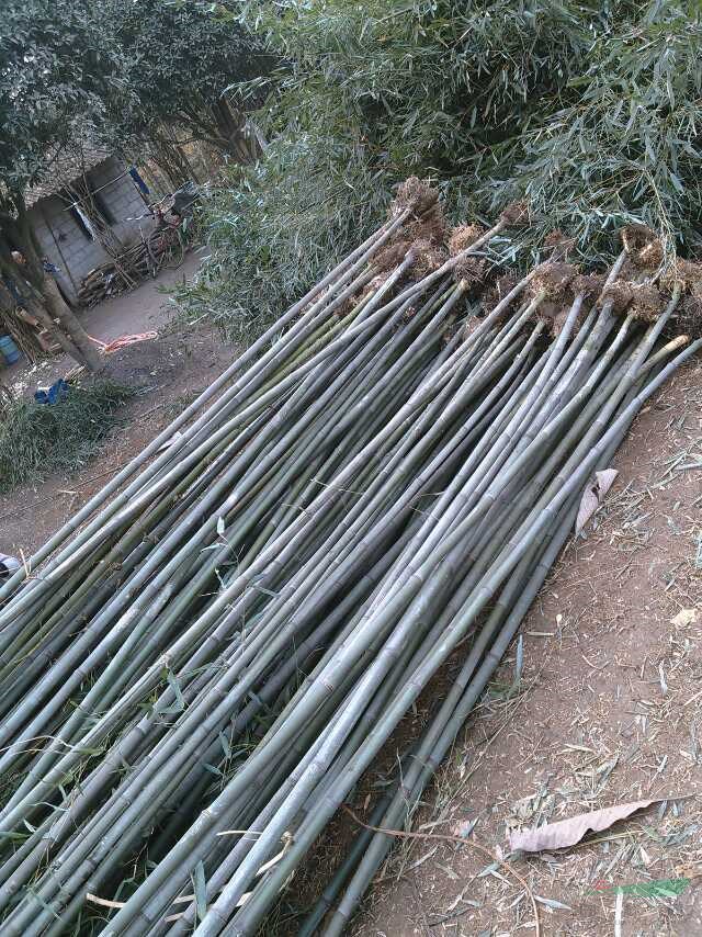 成都斑竹出售