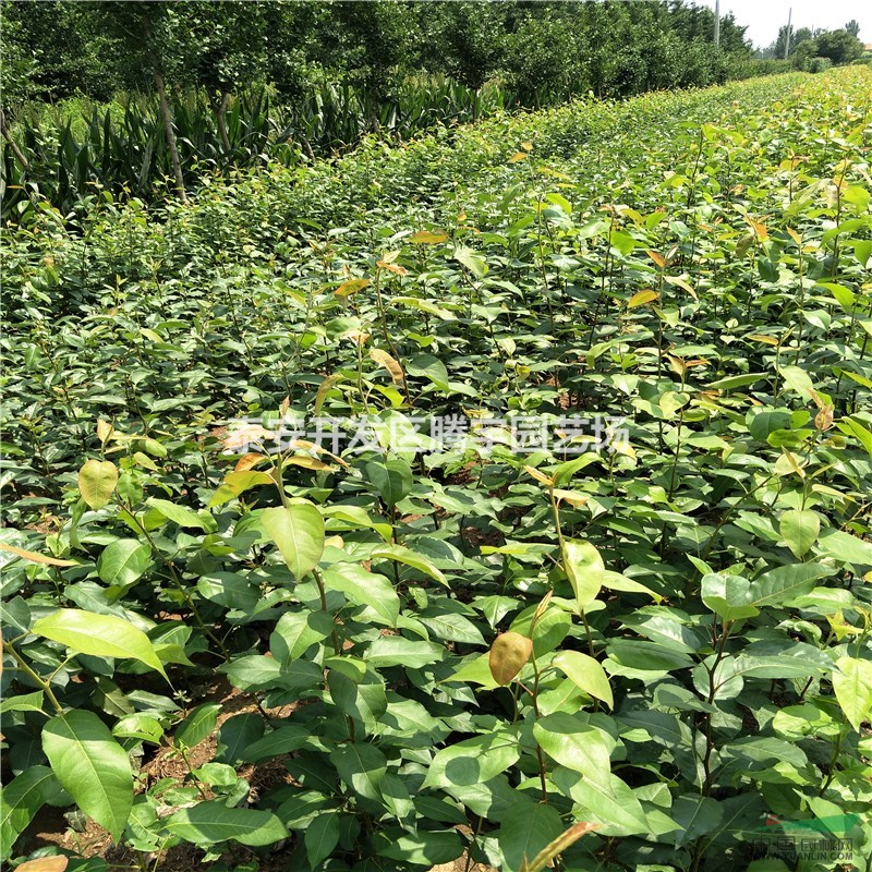 山東常年供應(yīng)梨樹苗，晚秋黃梨樹苗大量出售