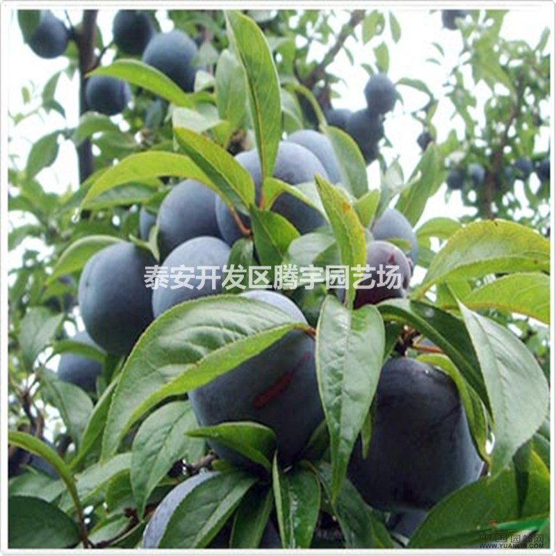 山東常年供應(yīng)李子苗，嫁接李子苗品種大量出售