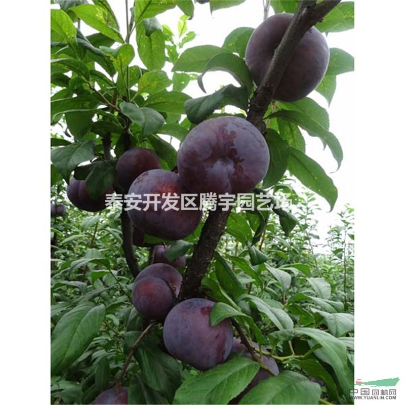 山東常年供應(yīng)李子苗，嫁接李子苗品種大量出售