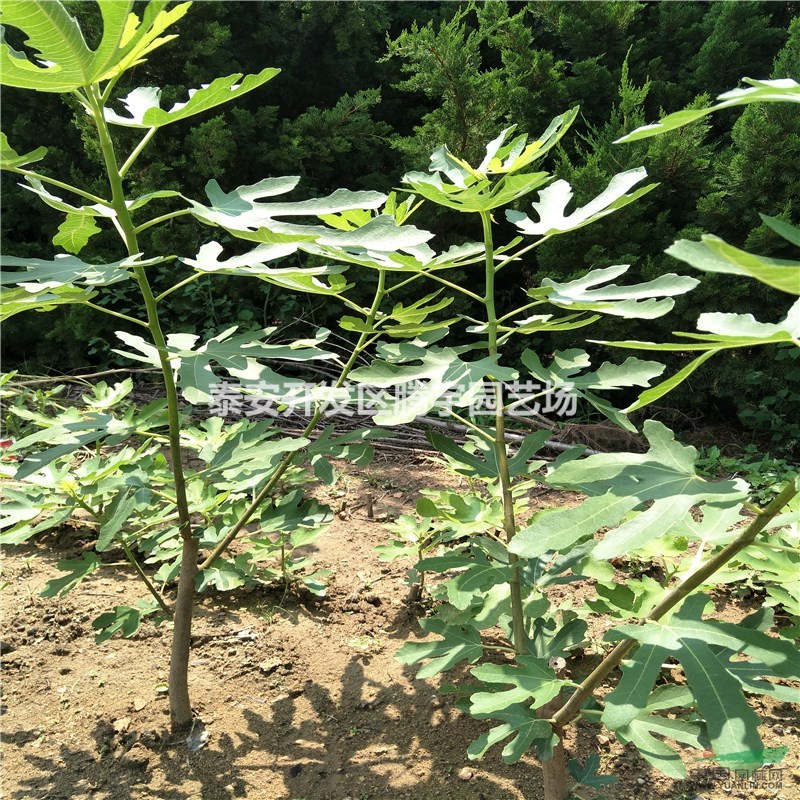 山東常年供應(yīng)無花果苗，大量無花果苗低價(jià)出售