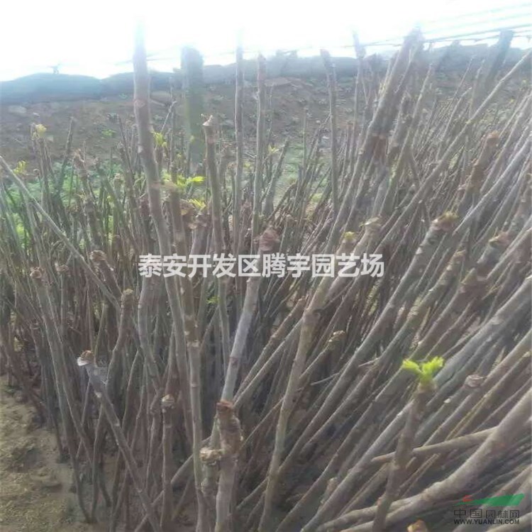 山東常年供應(yīng)香椿苗，大棚用香椿苗大量出售