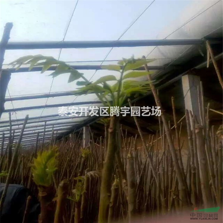 山東常年供應(yīng)香椿苗，大棚用香椿苗大量出售