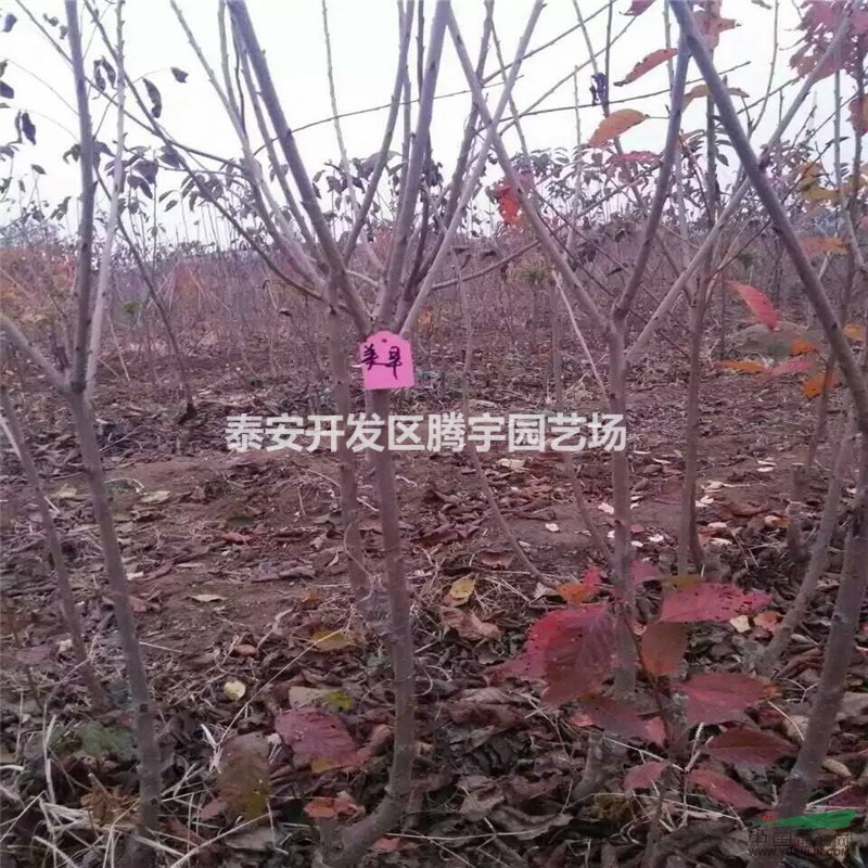山東常年供應(yīng)櫻桃苗，櫻桃樹苗大量出售