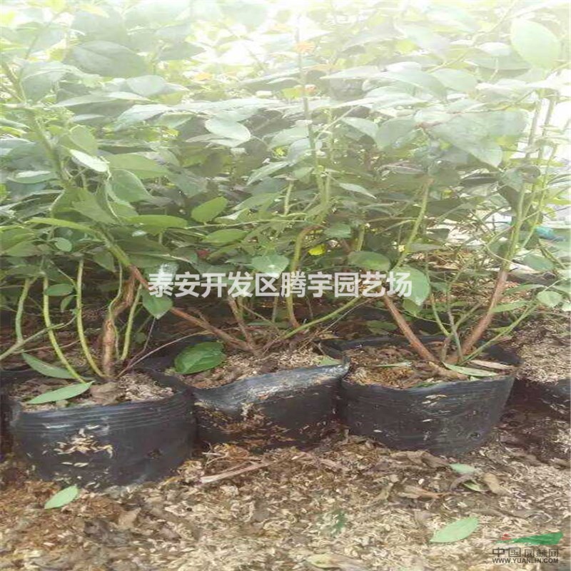 山東常年供應(yīng)藍(lán)莓苗，品種藍(lán)莓苗大量出售