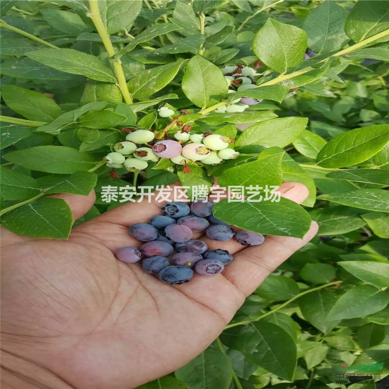 山東常年供應(yīng)藍(lán)莓苗，品種藍(lán)莓苗大量出售