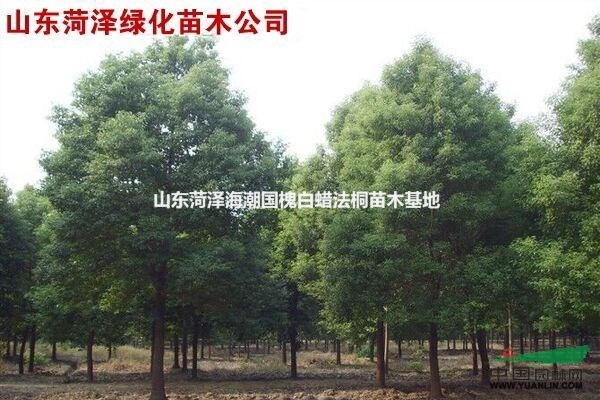 山東菏澤叢生紫薇基地山東菏澤叢生紫薇苗圃紫薇價(jià)格