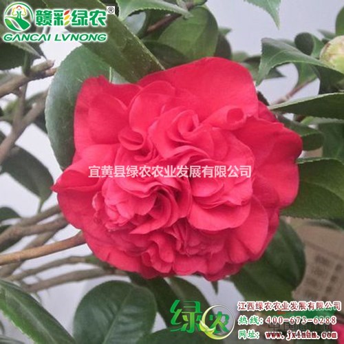 火瀑布茶花小苗 正宗大紅茶花扦插苗 供應(yīng)火瀑布茶花小苗