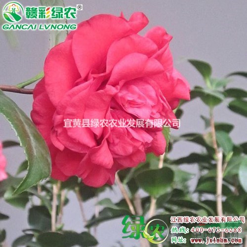 火瀑布茶花小苗 正宗大紅茶花扦插苗 供應(yīng)火瀑布茶花小苗