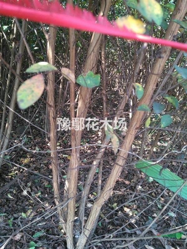 叢生百曰紅