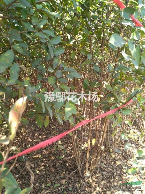 叢生百曰紅
