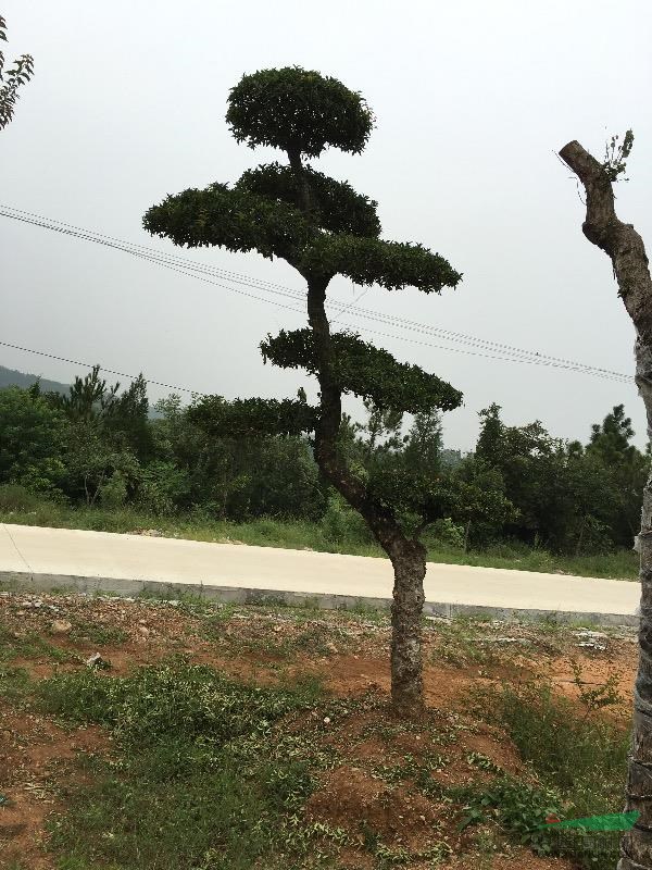 湖北地區(qū)供應(yīng)造型刺冬青、對(duì)節(jié)白蠟、三角楓、樸樹、黃蓮木。